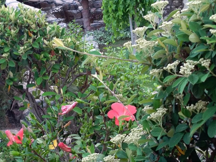 Apartment Mediterranean Garden רייקה מראה חיצוני תמונה